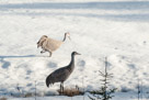 Turning back through soft snow on arrival day (May 8)