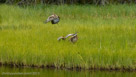 Pi and Roy spread their wings just after Millie's take-off.