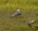 Running and jumping with wings spread.
