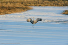 Roy wingspreads as he runs toward us across the pond.