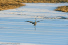 Exuberant running across the pond.