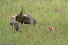 PI DANCES WITH MOM who jumps into a run-jump-glide as Pi stands upright. (sequence, 3rd of 5)
