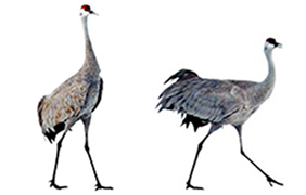 Pre-Strut & Strut