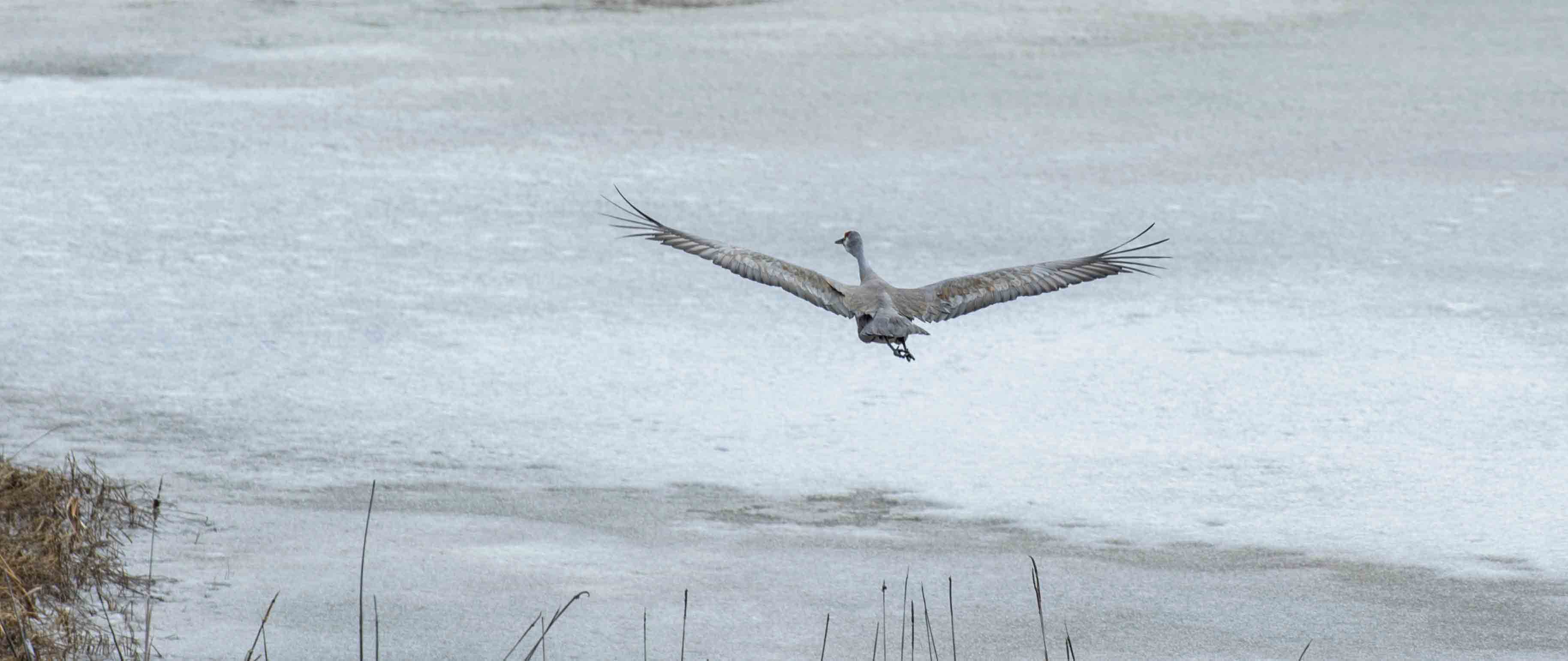 Roy flies over ice