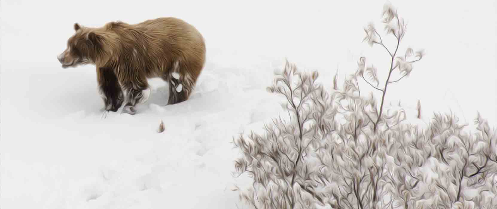 Bear in Denali Park
